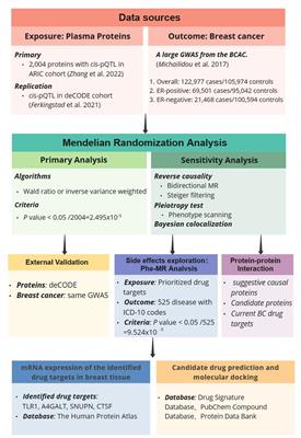 Identifying therapeutic targets for breast cancer: insights from systematic Mendelian randomization analysis